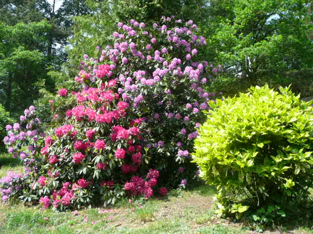 Jardin, Rhododendron