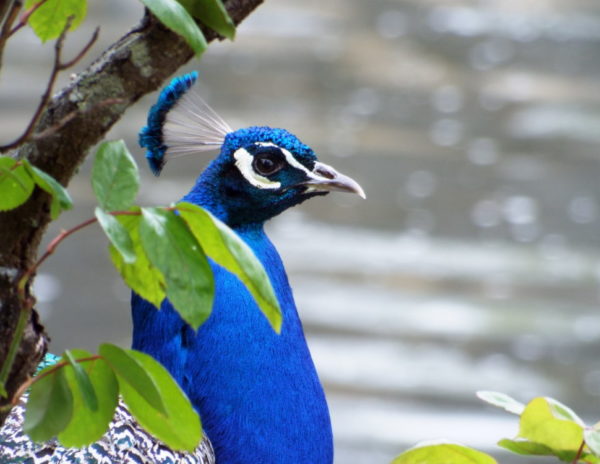 Mon bel oiseau : gros plan sur la tête de mon paon entre les feuillages au bord du canal