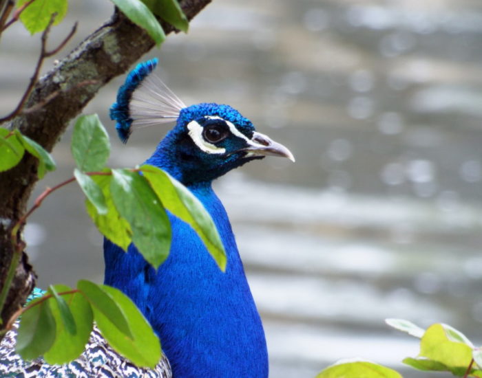 Mon bel oiseau : gros plan sur la tête de mon paon entre les feuillages au bord du canal