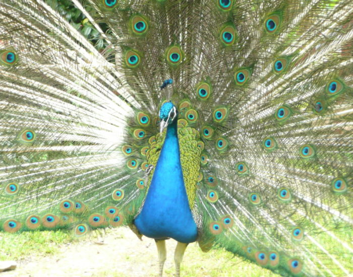 Mon bel oiseau fait la roue : venez vois les paons au printemps à la Villa Tranquillité !