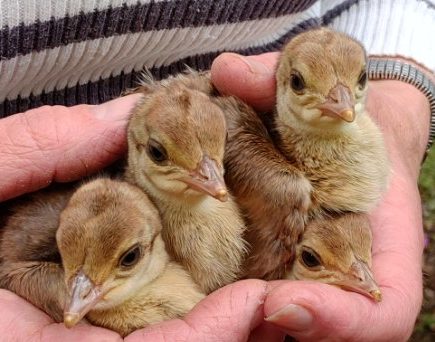 Voici quatre petits poussins paons qui sont nés depuis peu...