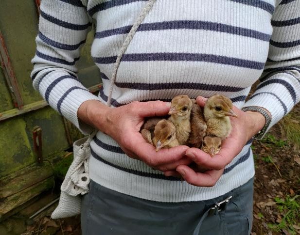 Voici quatre petits poussins paons qui sont nés depuis peu...
